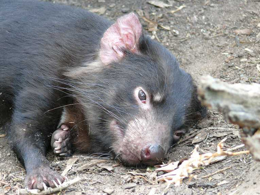 Tasmanian Devils fight hardest battle yet