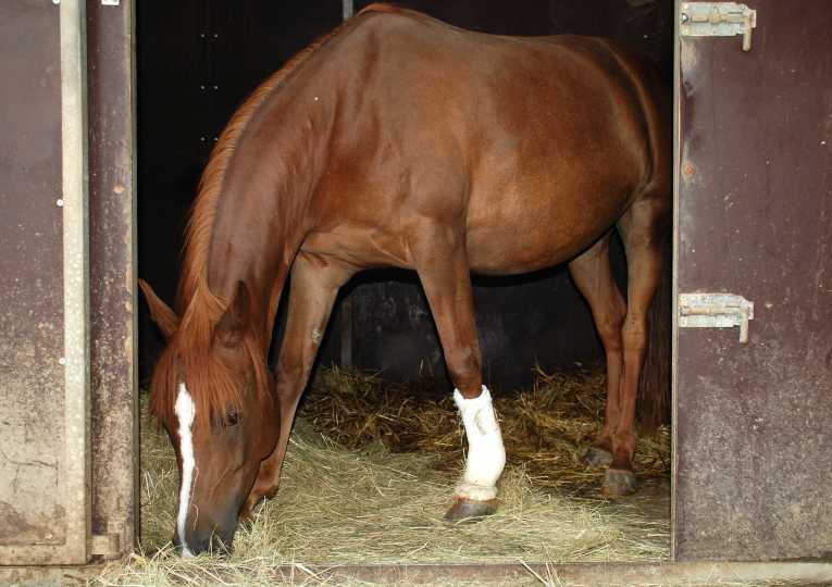 Technology sees the way to tackle lameness in horses, the Lameness Locator
