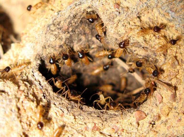 Termite guts provide biofuel cocktail