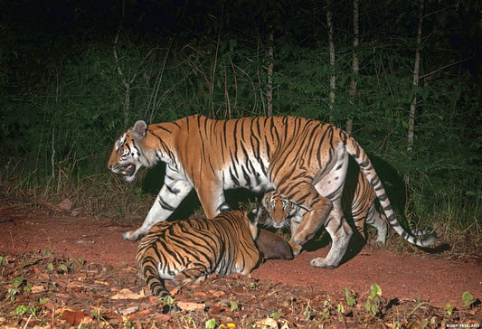 Thai tigers survive and breed in the wild.