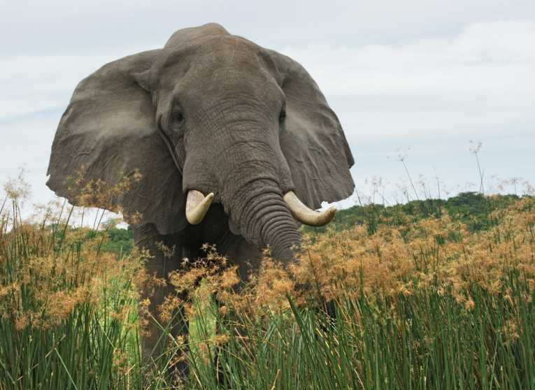 Thankfully, elephants are scared of bees