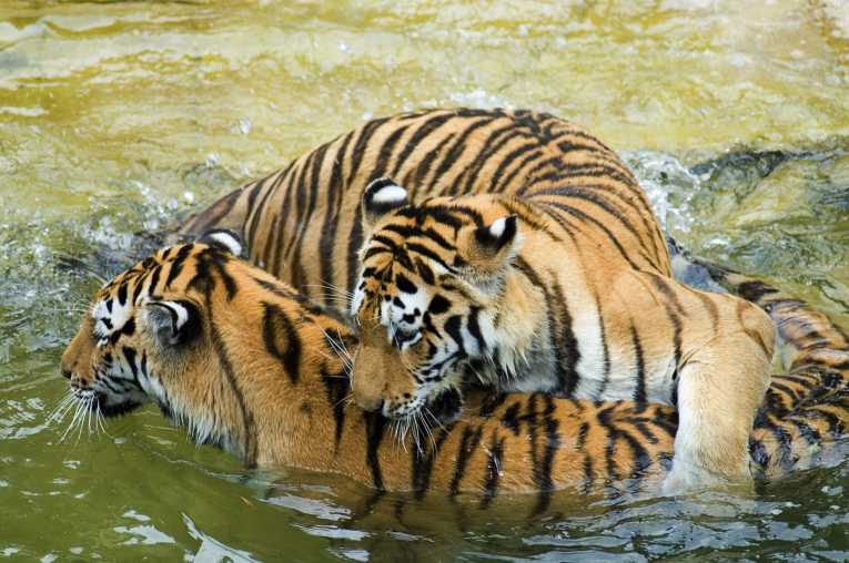 Tiger numbers on the rise in India