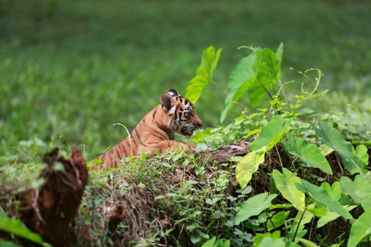 Rainforest conservation success, so far