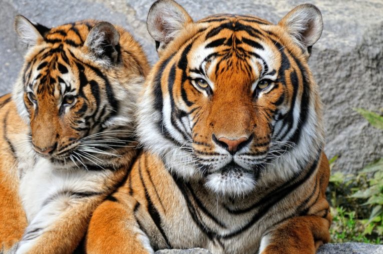 International Tiger Day 2014