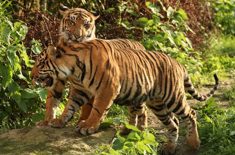 Tiger's death highlights concerns