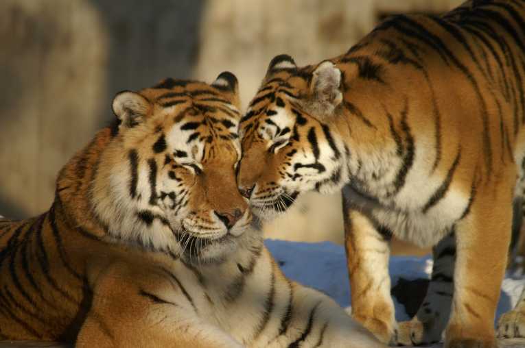Tigers to return to Central Asia