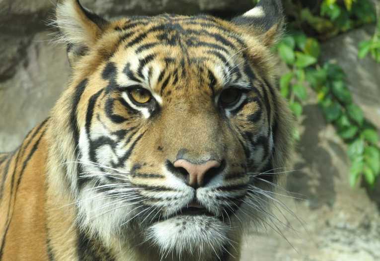 Past decade sees over 1000 tigers killed in continued illegal trade