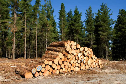 Timber plantations are not forests