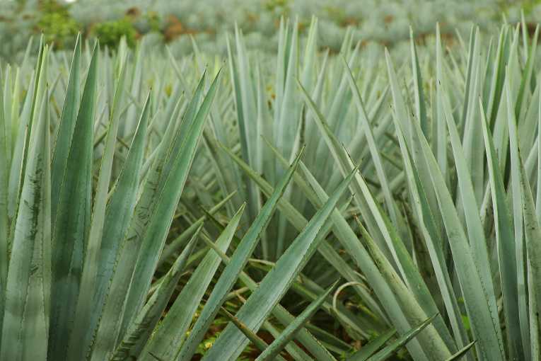 From tipple to tank - tequila plant may have biofuel future