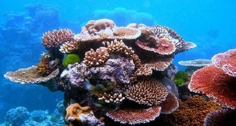 The GBR in black or white: coral bleaching or coal dust?