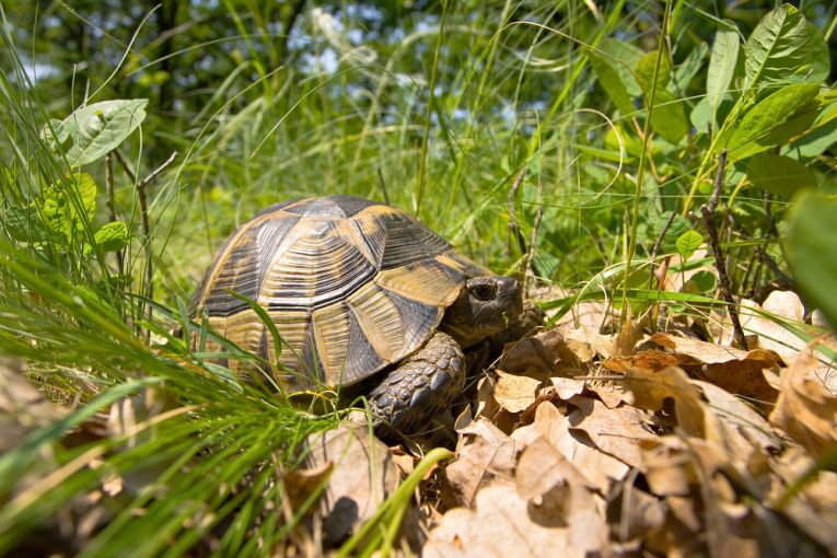 Romanian reptiles rule their ''hotspots'' – Earth Times