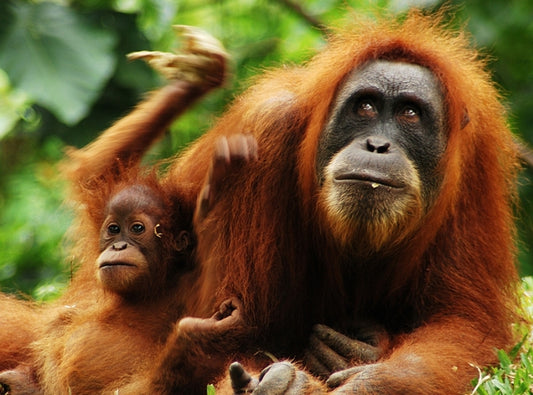 Travelling orang