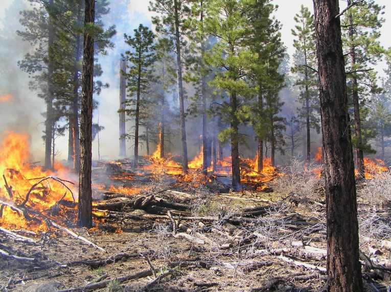 Trees killed by Pine Beetles create more dangerous fires