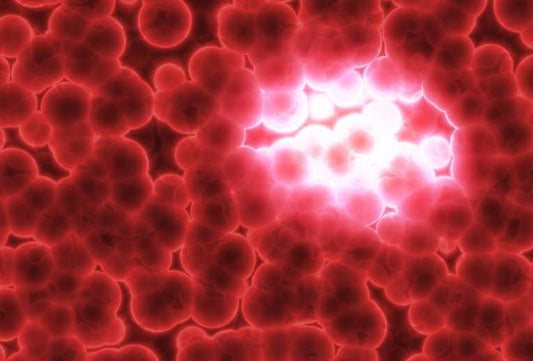 'Trojan horse' bacteria delivering tumor-killing blow comes from the soil