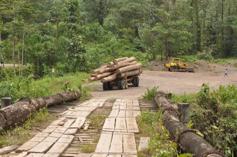 Tropical deforestation carbon release 'overestimated'