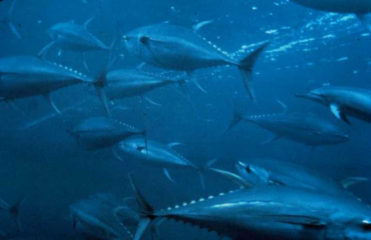 Tuna not endangered enough for species protection