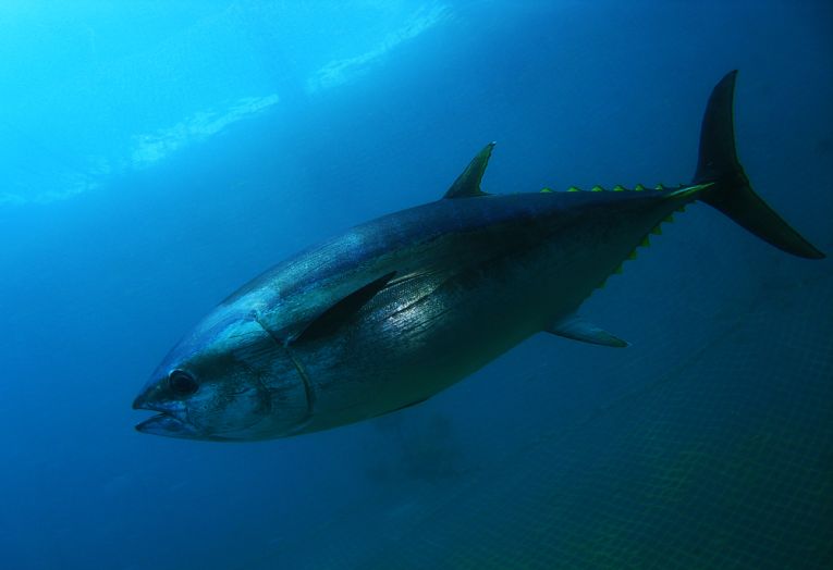 Tuna need conservation-what do Fisheries Commissions do?