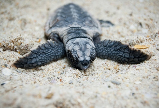 Turtle hatchlings as robots?