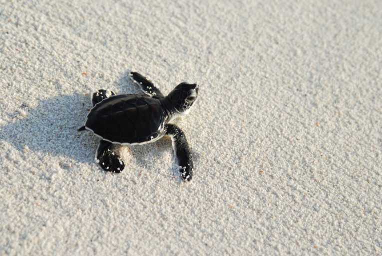 2011: The Year of the Turtle, for conservationists at least