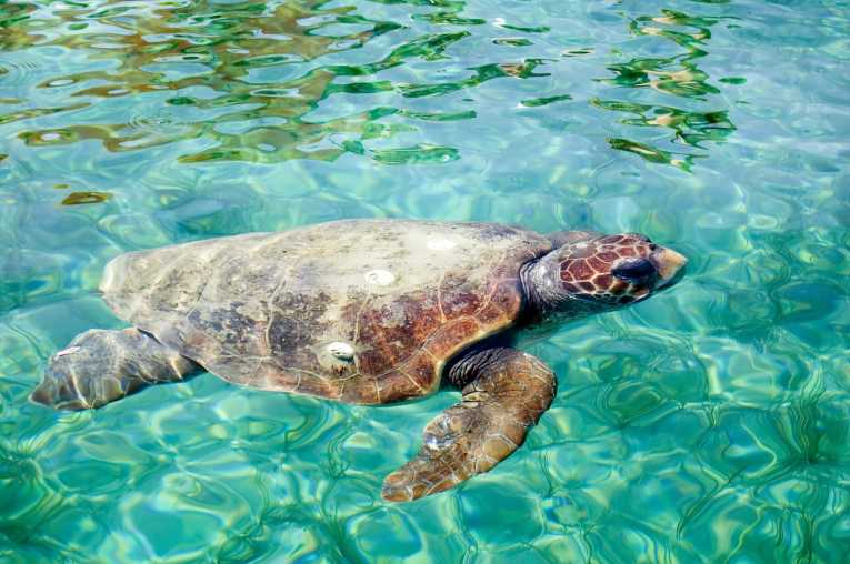Danger signals for the future of turtles