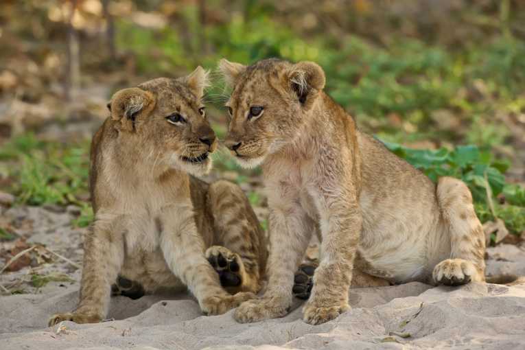 Two rare lion cubs saved in Somalia