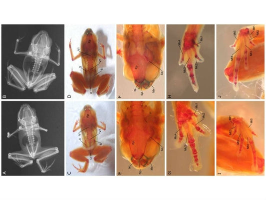 Two new species of frog discovered, one the smallest vertebrate yet