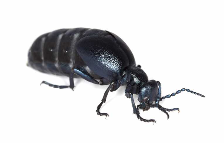 UK's Buglife invites the nation on an Oil Beetle Hunt!