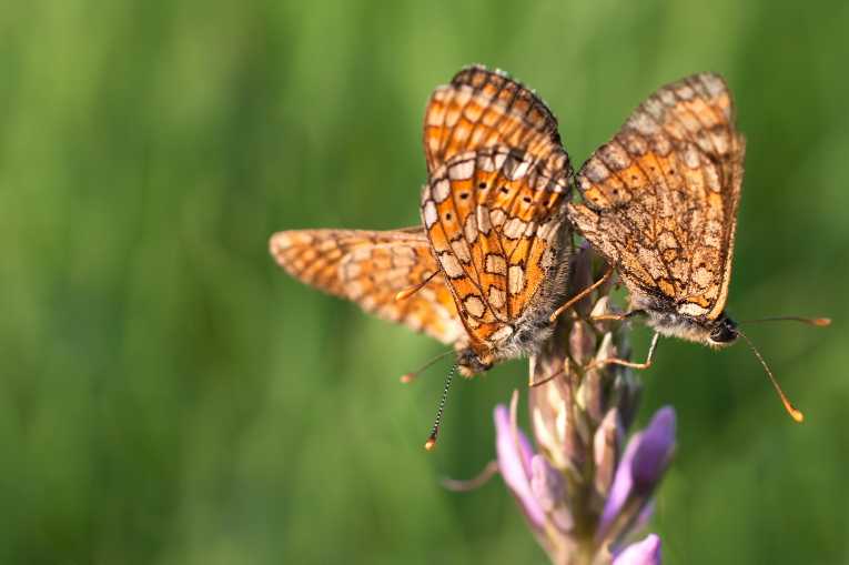 UK butterfly revival could be hit by cuts