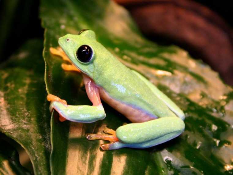 Unique tropical frog gives insight into amphibian genetics