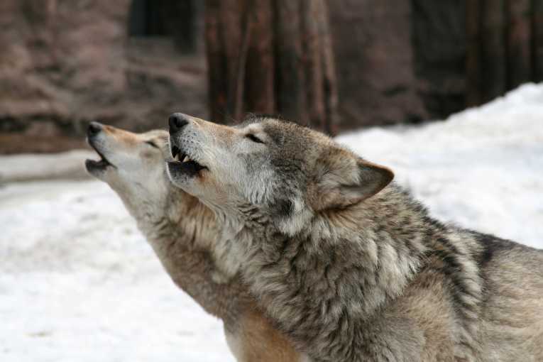 US wolves to be hunted again