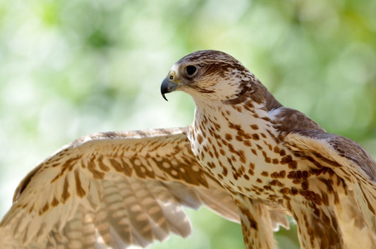 Central Asian ecology