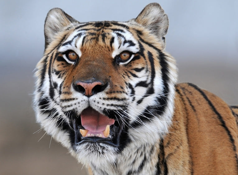Volunteers clear tiger traps in China
