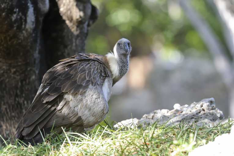 Vulture Restaurants: Serving and Saving Vultures