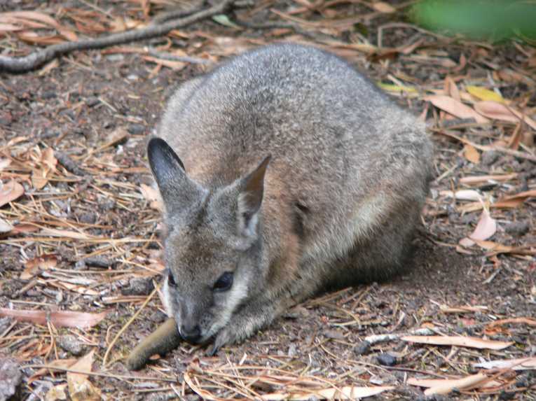How wallabies from 'down-under' can help in climate-change fight