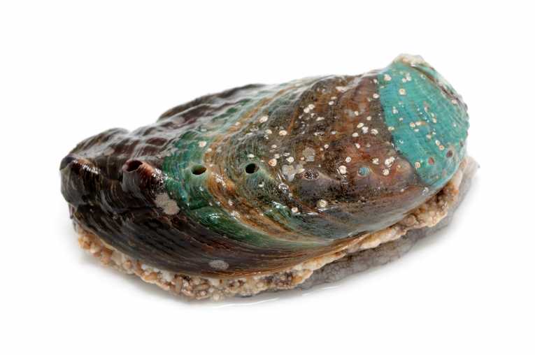Warmer seas bad news for threatened abalone and coastal economies