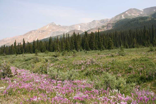 Warming throws flowers off schedule threatening birds and bees