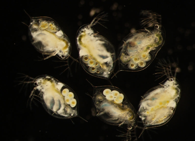 Water fleas swap infection for reproduction