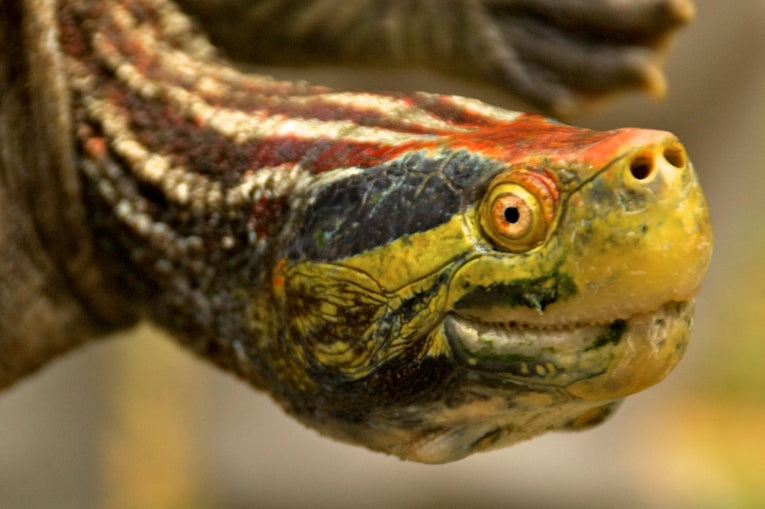 WCS pledges to protect endangered freshwater turtles and tortoises