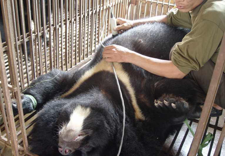 Crackdown on illegal bear trade and horrific bear bile spectacle