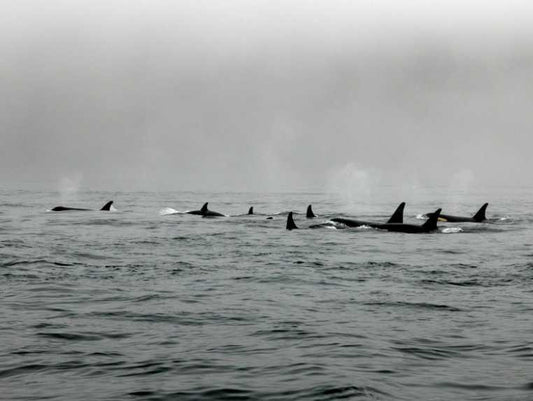 Major increase in numbers of whales and dolphins stranded on UK beaches, figures show