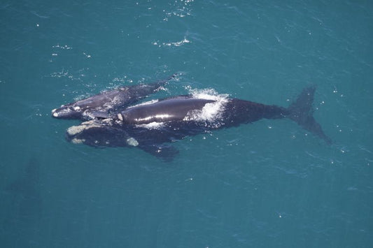 Whales don't eat gulls, so why?