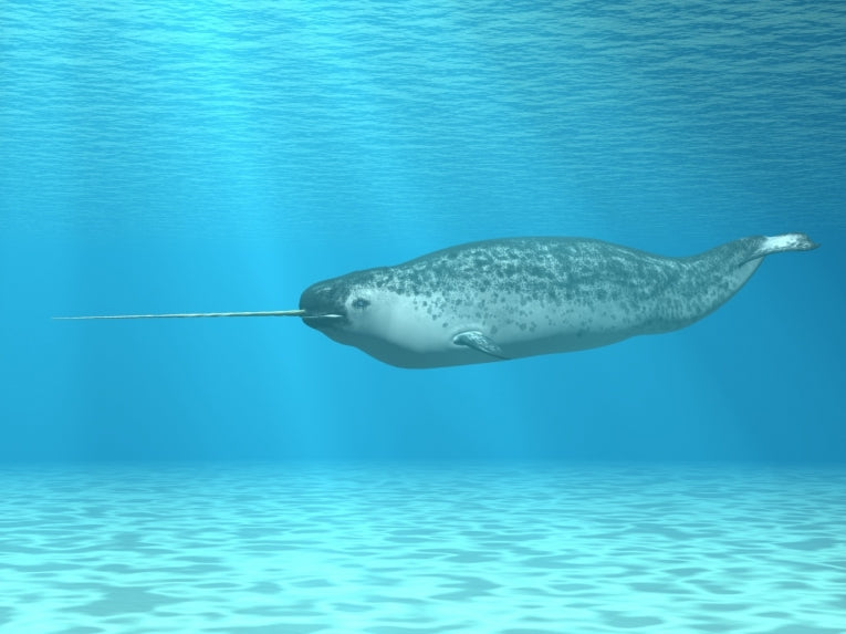 The tropical past of belugas and narwhals