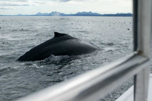 Whaling fleet prevented from refueling as the fight for whales heats up