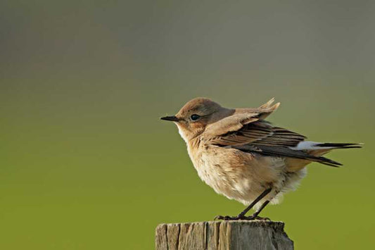 Columbus beaten again, by the migration of a songbird!