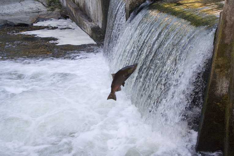 ''Where's the fish!'' call for new salmon jobs plan