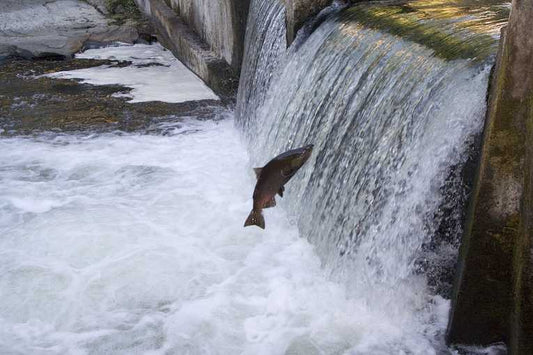 ''Where's the fish!'' call for new salmon jobs plan