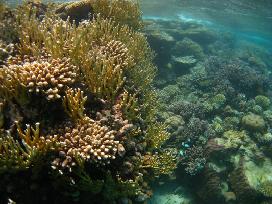 White syndrome (WS) destroys our coral reefs, but how?