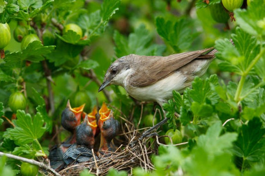 Bird speciations made clear