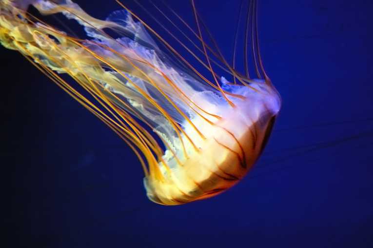 Why slow-and-steady jellyfish beat fish in oceanic contest