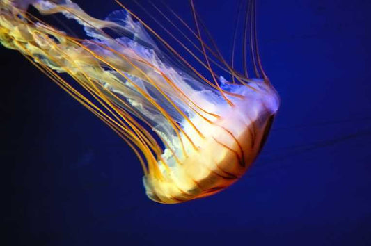 Why slow-and-steady jellyfish beat fish in oceanic contest